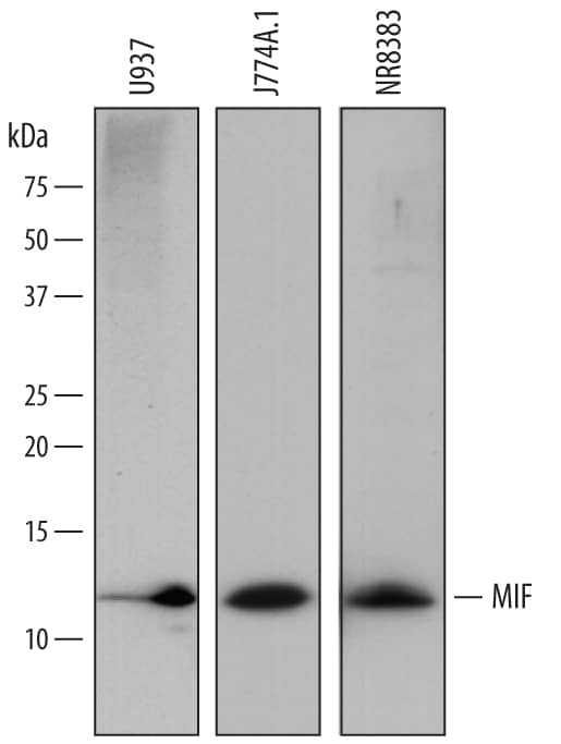 Western blot shows lysates of U937 human histiocytic lymphoma cell line, J774A.1 mouse reticulum cell sarcoma macrophage cell line, and NR8383 rat alveolar macrophage cell line. PVDF membrane was probed with 0.5 µg/mL of Sheep Anti-Human/Mouse MIF Antigen Affinity-purified Polyclonal Antibody (Catalog # AF1978) followed by HRP-conjugated Anti-Sheep IgG Secondary Antibody (Catalog # HAF016). A specific band was detected for MIF at approximately 12 kDa (as indicated). This experiment was conducted under reducing conditions and using Immunoblot Buffer Group 1.