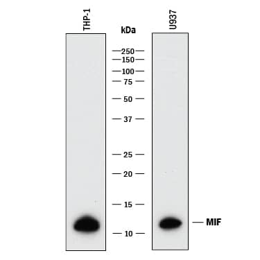 Western blot shows lysates of THP-1 human acute monocytic leukemia cell line and U937 human histiocytic lymphoma cell line. PVDF membrane was probed with 0.5 µg/mL of Goat Anti-Human/Mouse/Rat MIF Antigen Affinity-purified Polyclonal Antibody (Catalog # AF-289-PB) followed by HRP-conjugated Anti-Goat IgG Secondary Antibody (HAF017). A specific band was detected for MIF at approximately 12 kDa (as indicated). This experiment was conducted under reducing conditions and using Immunoblot Buffer Group 1.