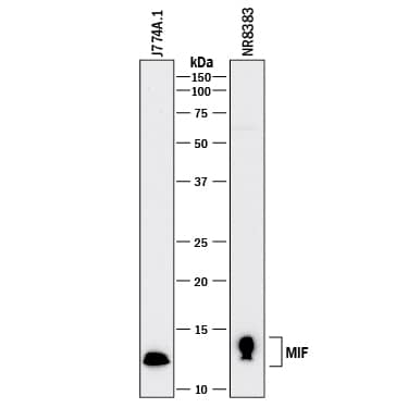 Western blot shows lysates of J774A.1 mouse reticulum cell sarcoma macrophage cell line and NR8383 rat alveolar macrophage cell line. PVDF membrane was probed with 0.5 µg/mL of Goat Anti-Human/Mouse/Rat MIF Antigen Affinity-purified Polyclonal Antibody (Catalog # AF-289-PB) followed by HRP-conjugated Anti-Goat IgG Secondary Antibody (HAF017). A specific band was detected for MIF at approximately 12-14 kDa (as indicated). This experiment was conducted under reducing conditions and using Immunoblot Buffer Group 1.