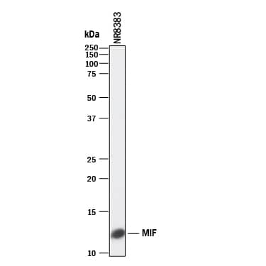 Western blot shows lysates of NR8383 rat alveolar macrophage cell line. PVDF membrane was probed with 1 µg/mL of Rat Anti-Mouse/Rat MIF Monoclonal Antibody (Catalog # MAB19781) followed by HRP-conjugated Anti-Rat IgG Secondary Antibody (Catalog # HAF005). A specific band was detected for MIF at approximately 12 kDa (as indicated). This experiment was conducted under reducing conditions and using Immunoblot Buffer Group 1.