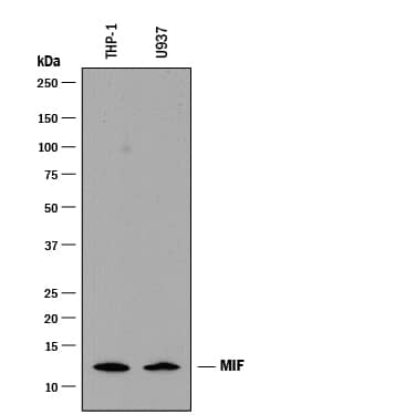 Western blot shows lysates of THP-1 human acute monocytic leukemia cell line and U937 human histiocytic lymphoma cell line. PVDF membrane was probed with 2 µg/mL of Mouse Anti-Human MIF Monoclonal Antibody (Catalog # MAB2891) followed by HRP-conjugated Anti-Mouse IgG Secondary Antibody (Catalog # HAF018). A specific band was detected for MIF at approximately 12 kDa (as indicated). This experiment was conducted under reducing conditions and using Immunoblot Buffer Group 1. It is recommended to use Mouse Anti-Human MIF Monoclonal Antibody (Catalog # MAB2893, Clone # 932603) as an alternative antibody for Western blot.