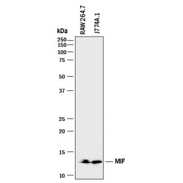 Western blot shows lysates of RAW 264.7 mouse monocyte/macrophage cell line and J774A.1 mouse reticulum cell sarcoma macrophage cell line. PVDF membrane was probed with 2 µg/mL of Mouse Anti-Human/Mouse MIF Monoclonal Antibody (Catalog # MAB2892) followed by HRP-conjugated Anti-Mouse IgG Secondary Antibody (Catalog # HAF018). A specific band was detected for MIF at approximately 12 kDa (as indicated). This experiment was conducted under reducing conditions and using Immunoblot Buffer Group 1.