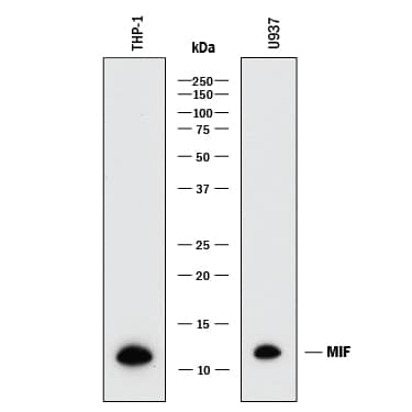 Western blot shows lysates of THP-1 human acute monocytic leukemia cell line and U937 human histiocytic lymphoma cell line. PVDF membrane was probed with 2 µg/mL of Mouse Anti-Human MIF Monoclonal Antibody (Catalog # MAB2893) followed by HRP-conjugated Anti-Mouse IgG Secondary Antibody (Catalog # HAF018). A specific band was detected for MIF at approximately 12 kDa (as indicated). This experiment was conducted under reducing conditions and using Immunoblot Buffer Group 1.
