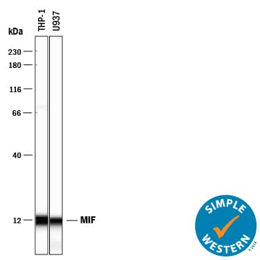 Simple Western MIF Antibody (12302) [Unconjugated]