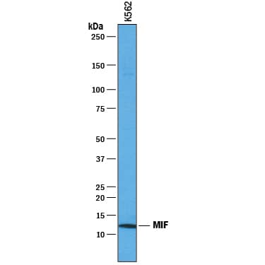 Western blot shows lysate of K562 human chronic myelogenous leukemia cell line. PVDF membrane was probed with 1 µg/mL of Mouse Anti-Human MIF Monoclonal Antibody (Catalog # MAB289) followed by HRP-conjugated Anti-Mouse IgG Secondary Antibody (Catalog # HAF018). A specific band was detected for MIF at approximately 12 kDa (as indicated). This experiment was conducted under reducing conditions and using Immunoblot Buffer Group 1.