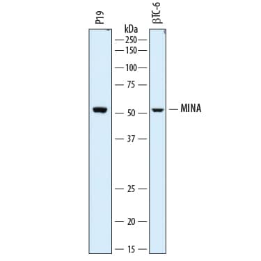 Western blot shows lysates of P19 mouse embryonal carcinoma cell line and  beta TC-6 mouse beta cell insulinoma cell line. PVDF membrane was probed with 2 µg/mL of Rat Anti-Mouse MINA Monoclonal Antibody (Catalog # MAB7266) followed by HRP-conjugated Anti-Rat IgG Secondary Antibody (Catalog # HAF005). A specific band was detected for MINA at approximately 50 kDa (as indicated). This experiment was conducted under reducing conditions and using Immunoblot Buffer Group 1.