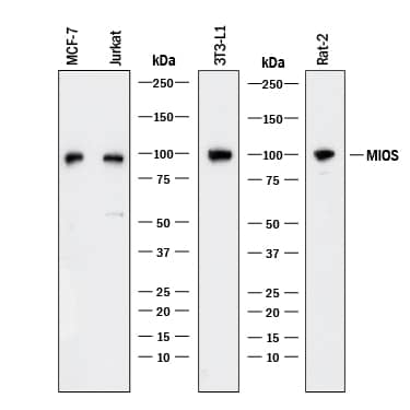 Western blot shows lysates of MCF-7 human breast cancer cell line, Jurkat human acute T cell leukemia cell line, 3T3-L1 mouse embryonic fibroblast adipose-like cell line, and Rat-2 rat embryonic fibroblast cell line. PVDF membrane was probed with 2 µg/mL of Mouse Anti-Human/Mouse/Rat MIOS Monoclonal Antibody (Catalog # MAB9289) followed by HRP-conjugated Anti-Mouse IgG Secondary Antibody (Catalog # HAF018). A specific band was detected for MIOS at approximately 90 kDa (as indicated). This experiment was conducted under reducing conditions and using Immunoblot Buffer Group 1.