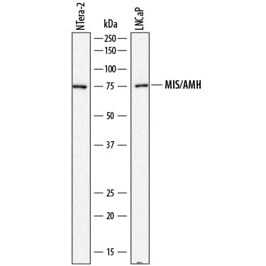 Western blot shows lysates of NTera-2 human testicular embryonic carcinoma cell line and LNCaP human prostate cancer cell line. PVDF membrane was probed with 2 µg/mL of Mouse Anti-Human MIS/AMH Monoclonal Antibody (Catalog # MAB17372) followed by HRP-conjugated Anti-Mouse IgG Secondary Antibody (Catalog # HAF018). A specific band was detected for MIS/AMH at approximately 75 kDa (as indicated). This experiment was conducted under reducing conditions and using Immunoblot Buffer Group 1.