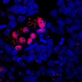 Immunocytochemistry MIXL1 Antibody (868132) [Unconjugated]