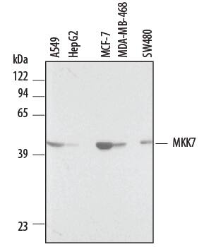 Western blot shows lysates of A549 human lung carcinoma cell line, HepG2 human hepatocellular carcinoma cell line, SW480 human colorectal adenocarcinoma cell line, MCF-7 human breast cancer cell line, and MDA-MB-468 human breast cancer cell line. PVDF membrane was probed with 2 µg/mL Goat Anti-Human MKK7 Antigen Affinity-purified Polyclonal Antibody (Catalog # AF3579) followed by HRP-conjugated Anti-Goat IgG Secondary Antibody (Catalog # HAF017). A specific band for MKK7 was detected at approximately XXX kDa (as indicated). This experiment was conducted under reducing conditions and using Immunoblot Buffer Group 1.