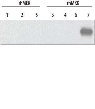 Western blot shows recombinant human MEKs and recombinant human MKKs Catalog#s XXX (XXX ng/lane). PVDF membrane was probed with 2 µg/mL Goat Anti-Human MKK7 Antigen Affinity-purified Polyclonal Antibody (Catalog # AF3579) followed by HRP-conjugated Anti-Goat IgG Secondary Antibody (Catalog # HAF017). A specific band for MKK7 was detected at approximately XXX kDa (as indicated). This experiment was conducted under reducing conditions and using Immunoblot Buffer Group 1.