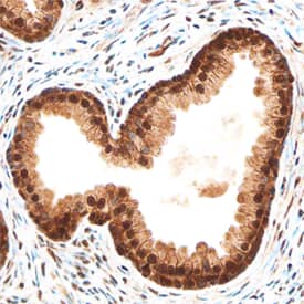 Immunohistochemistry MKP-1/DUSP1 Antibody (408612)