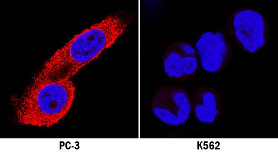 MKP-3 was detected in immersion fixed PC-3 human prostate cancer cell line (left panel; positive stain) and K562 human chronic myelogenous leukemia cell line (right panel; negative stain) using Mouse Anti-Human MKP-3 Monoclonal Antibody (Catalog # MAB35761) at 8 µg/mL for 3 hours at room temperature. Cells were stained using the NorthernLights™ 557-conjugated Anti-Mouse IgG Secondary Antibody (red; Catalog # NL007) and counterstained with DAPI (blue). Specific staining was localized to cytoplasm. View our protocol for Fluorescent ICC Staining of Cells on Coverslips.