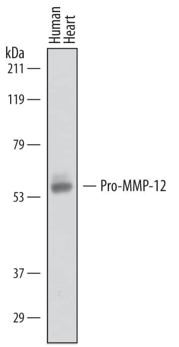 Western blot shows lysates of human heart tissue. PVDF membrane was probed with 2 µg/mL of Goat Anti-Human MMP-12 Antigen Affinity-purified Polyclonal Antibody (Catalog # AF917) followed by HRP-conjugated Anti-Goat IgG Secondary Antibody (HAF019). A specific band was detected for Pro-MMP-12 at approximately 54 kDa (as indicated). This experiment was conducted under reducing conditions and using Immunoblot Buffer Group 8.