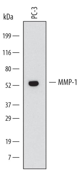 Western Blot MMP-1 Antibody (36665) [Unconjugated]