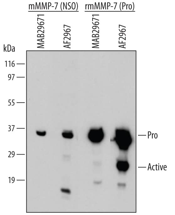 Western blot shows lysates of NS0 mouse myeloma cell line transfected with with mouse MMP-7. PVDF Membrane was probed with 2 µg/mL of Mouse Pro-MMP-7 Monoclonal Antibody (Catalog # MAB29671) followed by HRP-conjugated Anti-Rat IgG Secondary Antibody (Catalog # HAF005). For additional reference, active rmMMP-7 was derived from the proteolytic activation of Recombinant Mouse MMP-7 (Catalog # 2967-MP) (20 ng/lane) and probed with 1 µg/mL of Mouse MMP-7 Antigen Affinity-purified Polyclonal Antibody (Catalog # AF2967). Specific bands were detected for Pro-MMP-7 at approximately 35 kDa and active MMP-7 at approximately 23 kDa (as indicated). This experiment was conducted under reducing conditions and using Immunoblot Buffer Group 1.