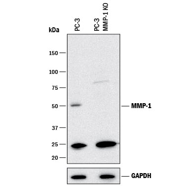 Knockout Validated MMP-1 Antibody [Unconjugated]
