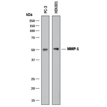 Western Blot MMP-1 Antibody [Unconjugated]