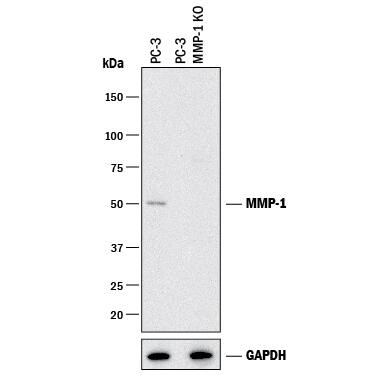 <b>Genetic Strategies Validation. </b>Western blot shows lysates of PC-3 human prostate cancer parental cell line and MMP-1 knockout PC-3 cell line (KO). PVDF membrane was probed with 5 µg/mL of Goat Anti-Human MMP-1 Monoclonal Antibody (Catalog # MAB9011) followed by HRP-conjugated Anti-Goat IgG Secondary Antibody (Catalog # HAF017). A specific band was detected for MMP-1 at approximately 50 kDa (as indicated) in the parental PC-3 cell line, but is not detectable in knockout PC-3 cell line. GAPDH (Catalog # AF5718) is shown as a loading control.This experiment was conducted under reducing conditions and using Immunoblot Buffer Group 1.