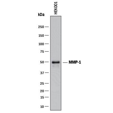 Western blot shows lysates of HEK001 human epidermal keratinocyte cell line. PVDF membrane was probed with 5 µg/mL of Goat Anti-Human MMP-1 Monoclonal Antibody (Catalog # MAB9011) followed by HRP-conjugated Anti-Goat IgG Secondary Antibody (Catalog # HAF017). A specific band was detected for MMP-1 at approximately 50 kDa (as indicated). This experiment was conducted under reducing conditions and using Immunoblot Buffer Group 1.