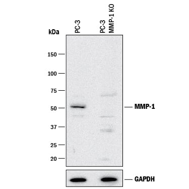 Knockout Validated MMP-1 Antibody (36665) [Unconjugated]