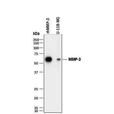 Western Blot MMP-3 Antibody [Unconjugated]