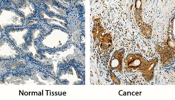 Immunohistochemistry MMP-3 Antibody (50647) [Unconjugated]