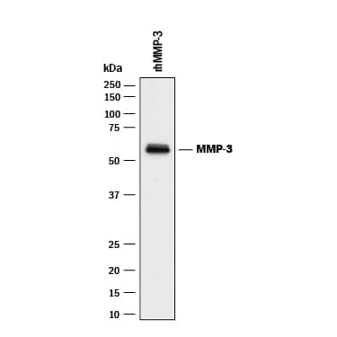 Western Blot MMP-3 Antibody (50647) [Unconjugated]