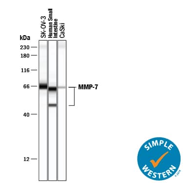 Simple Western lane view shows lysates of SK‑OV‑3 human ovarian adenocarcinoma cell line, human small intestine tissue, and CaSki human cervical carcinoma, loaded at 0.5 mg/mL. Specific bands were detected for MMP‑7 at approximately 49 and 65 kDa (as indicated) using 20 µg/mL of Mouse Anti-Human MMP-7 Monoclonal Antibody (Catalog # MAB9071) . This experiment was conducted under reducing conditions and using the 12-230 kDa separation system.
