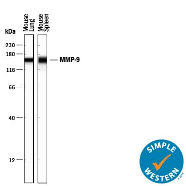 Simple Western MMP-9 Antibody [Unconjugated]