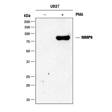 Western blot shows lysates of U937 human histiocytic lymphoma cell line untreated (-) or treated (+) with 5 ng/mL PMA for 24 hours. PVDF membrane was probed with 2 µg/mL of Mouse Anti-Human MMP-9 Monoclonal Antibody (Catalog # MAB911R) followed by HRP-conjugated Anti-Mouse IgG Secondary Antibody (Catalog # HAF018). A specific band was detected for MMP-9 at approximately 90 kDa (as indicated). This experiment was conducted under reducing conditions and using Immunoblot Buffer Group 1.