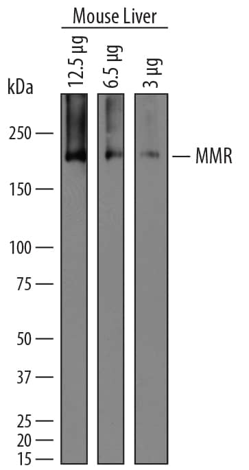 Western blot shows lysates of mouse liver tissue. Gels were loaded with 12 µg, 6.5 µg, and 3 µg of tissue lysate. PVDF membrane was probed with 1 µg/mL of Goat Anti-Mouse MMR/CD206 Antigen Affinity-purified Polyclonal Antibody (Catalog # AF2535) followed by HRP-conjugated Anti-Goat IgG Secondary Antibody (Catalog # HAF019). A specific band was detected for MMR/CD206 at approximately 180 kDa (as indicated). This experiment was conducted under reducing conditions and using Immunoblot Buffer Group 1.