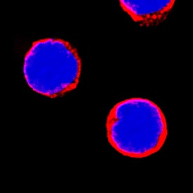 MMR/CD206 was detected in immersion fixed human peripheral blood mononuclear cells (PBMCs) using Rat Anti-Human MMR/CD206 Monoclonal Antibody (Catalog # MAB2534) at 8 µg/mL for 3 hours at room temperature. Cells were stained using the NorthernLights™ 557-conjugated Anti-Rat IgG Secondary Antibody (red; Catalog # NL013) and counterstained with DAPI (blue). Specific staining was localized to cell surfaces. View our protocol for Fluorescent ICC Staining of Non-adherent Cells.
