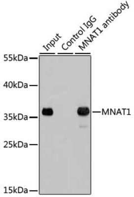 Immunoprecipitation- MNAT1 Antibody [NBP3-04663] - Analysis of 200ug extracts of 293T cells using MNAT1 antibody . Western blot was performed from the immunoprecipitate using this antibody.
