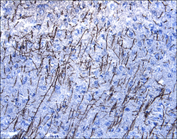 Immunohistochemistry MOG Antibody [Unconjugated]