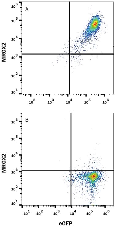 HEK293 human embryonic kidney cell line transfected with human MRGX2 and eGFP was stained with Mouse Anti-Human MRGX2 Monoclonal Antibody (Catalog # MAB4727) followed by Allophycocyanin-conjugated Anti-Mouse IgG Secondary Antibody (Catalog # F0101B). Quadrant markers were set based on control antibody staining (Catalog # MAB003). View our protocol for Staining Membrane-associated Proteins.