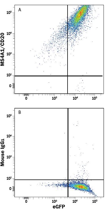 HEK293 human embryonic kidney cell line transfected with human MS4A1/CD20 and eGFP was stained with and either (A) Mouse Anti-Human MS4A1/CD20 PE-conjugated Monoclonal Antibody (Catalog # FAB4225P) or (B) Mouse IgG1Phycoerythrin Isotype Control (Catalog # IC002P). View our protocol for Staining Membrane-associated Proteins.