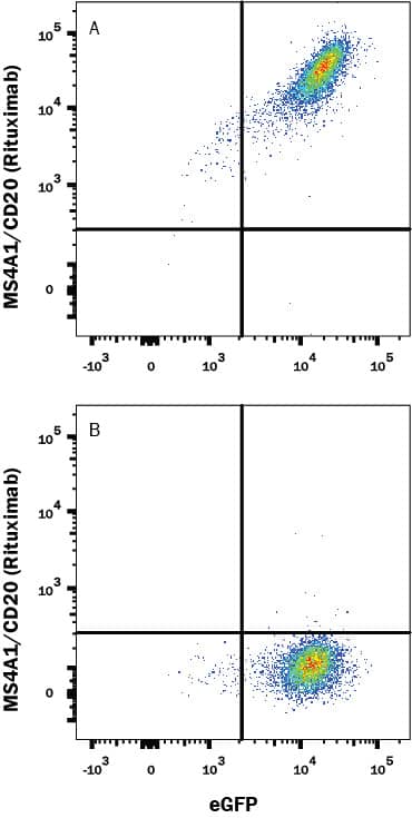 HEK293 Human cell line transfected with (A) Human MS4A1/CD20 or (B) irrelevant transfectants and eGFP was stained with Human Anti-Human MS4A1/CD20 (Rituximab Biosimilar) Biotinylated Monoclonal Antibody (Catalog # FAB9575B) followed by APC-conjugated Streptavidin (Catalog # F0050). View our protocol for Staining Membrane-associated Proteins.