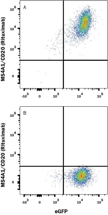 HEK293 Human cell line transfected with (A) Human CD20 or (B) irrelevant transfectants and eGFP was stained with Human Anti-Human CD20 (Rituximab Biosimilar) Monoclonal Antibody (Catalog # MAB9575) followed by APC-conjugated Anti-Human IgG Secondary Antibody (Catalog # F0135). View our protocol for Staining Membrane-associated Proteins.