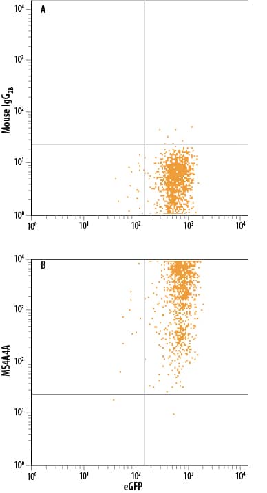 HEK293 human embryonic kidney cell line co-transfected with human MS4A4A and eGFP was stained with either (A) Mouse IgG2B Isotype Control (Catalog # MAB0041) or (B) Mouse Anti-Human MS4A4A Monoclonal Antibody (Catalog # MAB7797) followed by Allophycocyanin-conjugated Anti-Mouse IgG Secondary Antibody (Catalog # F0101B).