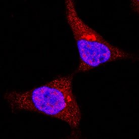 Immunocytochemistry MSK1/RPS6KA5 Antibody [Unconjugated]