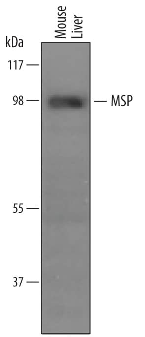 Western blot shows lysates of mouse liver tissue. PVDF membrane was probed with 1 µg/mL of Sheep Anti-Mouse MSP/MST1 Antigen Affinity-purified Polyclonal Antibody (Catalog # AF6244) followed by HRP-conjugated Anti-Sheep IgG Secondary Antibody (Catalog # HAF016). A specific band was detected for MSP/MST1 at approximately 96 kDa (as indicated). This experiment was conducted under reducing conditions and using Immunoblot Buffer Group 8.