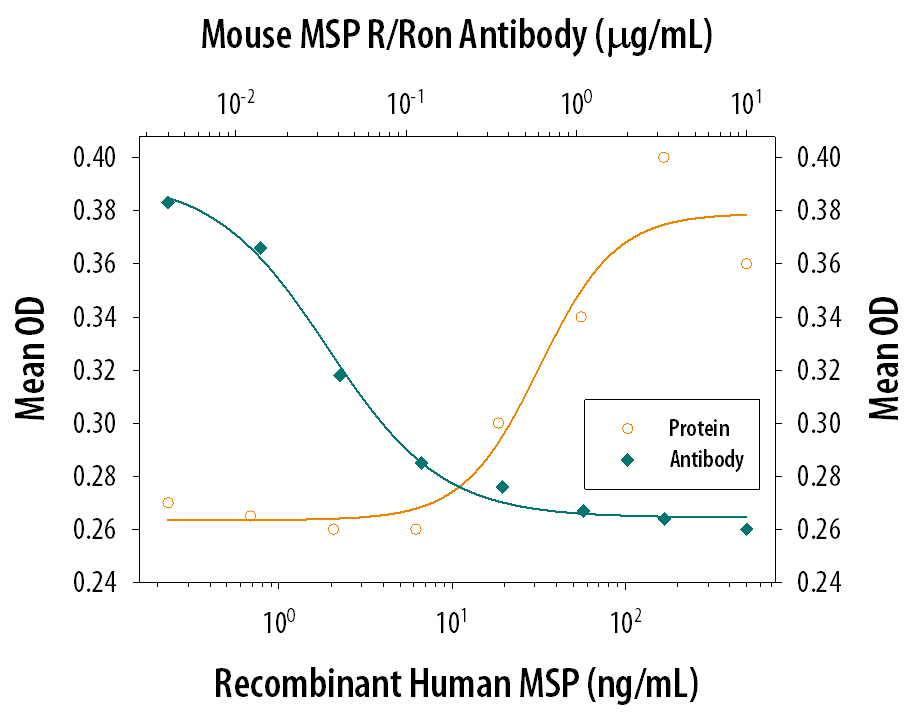 Recombinant Human MSP (Catalog # 352-MS) chemoattracts mouse peritoneal macrophages in a dose-dependent manner (orange line). The amount of cells that migrated through filter was measured by LeukoStat™ staining (Fisher Scientific) . Chemotaxis elicited by Recombinant Human MSP (50 ng/mL) is neutralized (green line) by increasing concentrations of Mouse MSP R/Ron Antigen Affinity-purified Polyclonal Antibody (Catalog # AF431). The ND50 is typically 0.05-0.2 µg/mL.