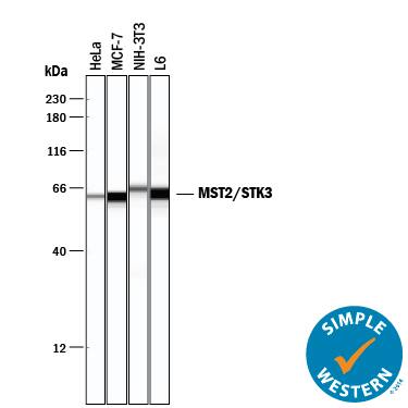 Simple Western MST2/STK3 Antibody (2072A) [Unconjugated]