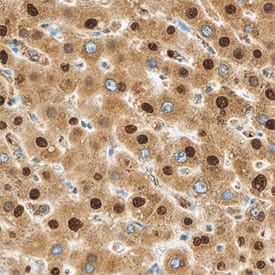 Immunohistochemistry MTF2 Antibody