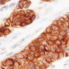 Immunohistochemistry MUC1 Antibody (604804) [Unconjugated]
