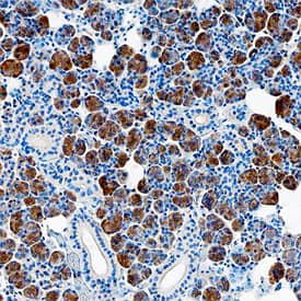 Immunohistochemistry MUC19 Antibody (876013)