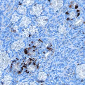 MUC-4 was detected in immersion fixed paraffin-embedded sections of human stomach using Goat Anti-Human MUC-4 Antigen Affinity-purified Polyclonal Antibody (Catalog # AF8195) at 1 µg/mL overnight at 4 °C. Tissue was stained using the Anti-Goat HRP-DAB Cell & Tissue Staining Kit (brown; Catalog # CTS008) and counterstained with hematoxylin (blue). Specific staining was localized to plasma membranes and cytoplasm of epithelial cells. View our protocol for Chromogenic IHC Staining of Paraffin-embedded Tissue Sections.