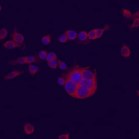 Immunocytochemistry MUP-1 Antibody (663323)