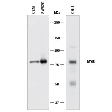 Western blot shows lysates of CEM human T-lymphoblastoid cell line, SW620 human colorectal adenocarcinoma cell line, and CH-1 mouse B cell lymphoma cell line. PVDF membrane was probed with 1 µg/mL of Sheep Anti-Human/Mouse MYB Antigen Affinity-purified Polyclonal Antibody (Catalog # AF6209) followed by HRP-conjugated Anti-Sheep IgG Secondary Antibody (Catalog # HAF016). A specific band was detected for MYB at approximately 80 kDa (as indicated). This experiment was conducted under reducing conditions and using Immunoblot Buffer Group 1.